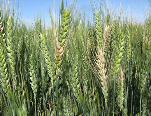 Head Scab (Fusarium Head Blight) in Wheat