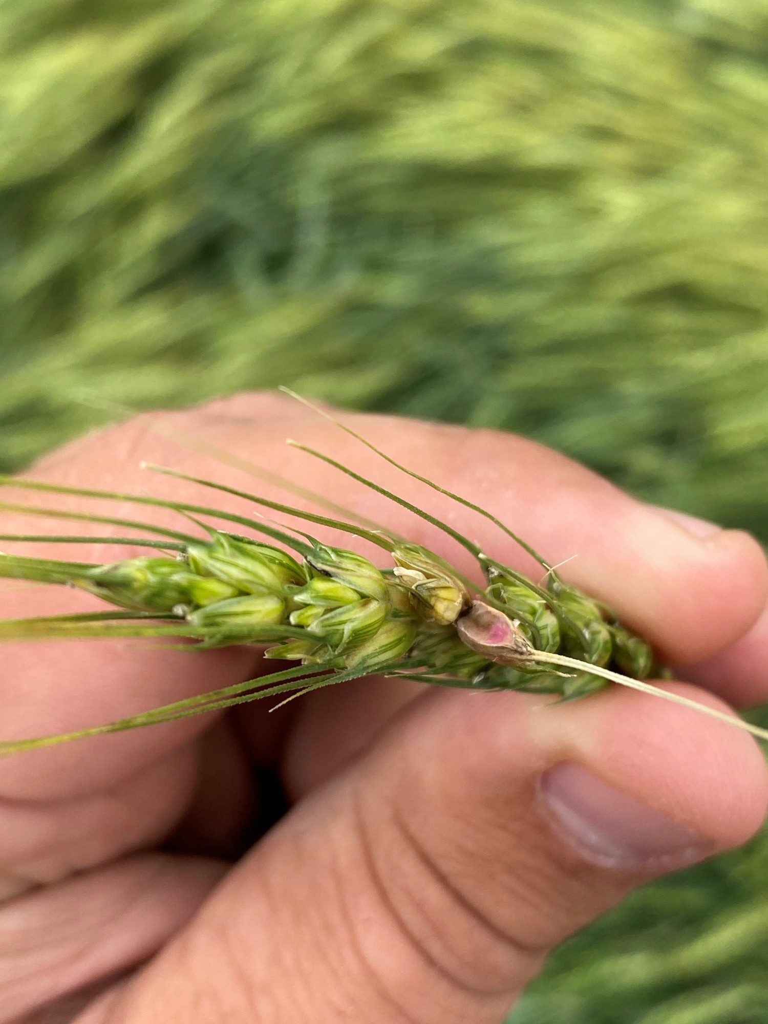 Early stage of head scab in wheat.