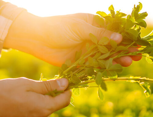 Managing Alfalfa Cuttings for Both Yield and Quality