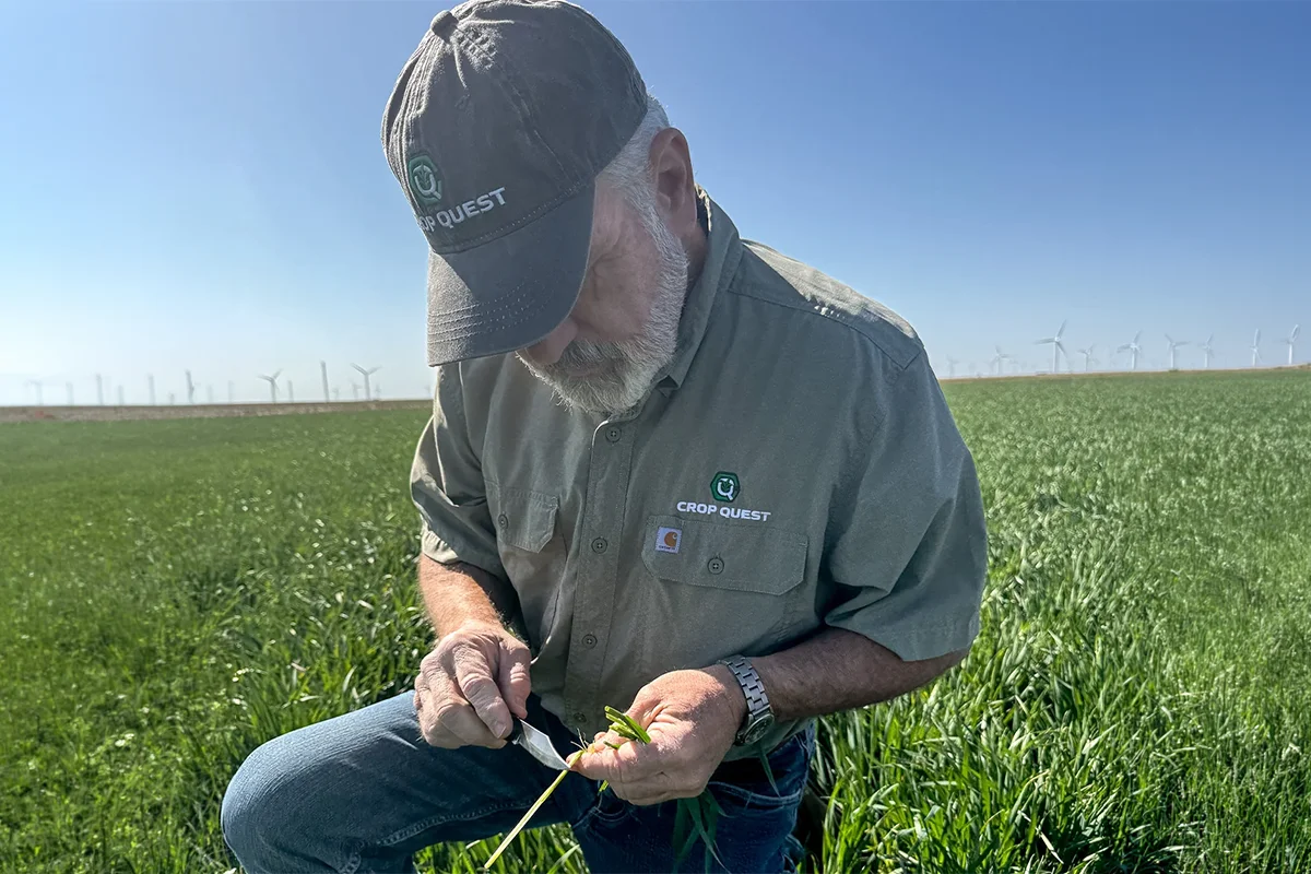 Charter Member of Crop Quest examining crop 2 portrait of charter crop quest member checking crop