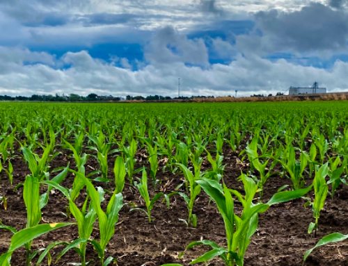 Rain Brings Hope Across the High Plains