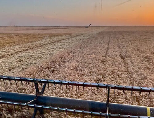 Thinking About Double Cropping After Wheat?