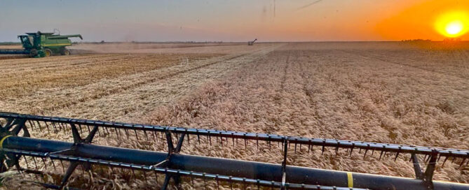 Double cropping opportunity after wheat in High Plains field.