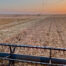 Double cropping opportunity after wheat in High Plains field.