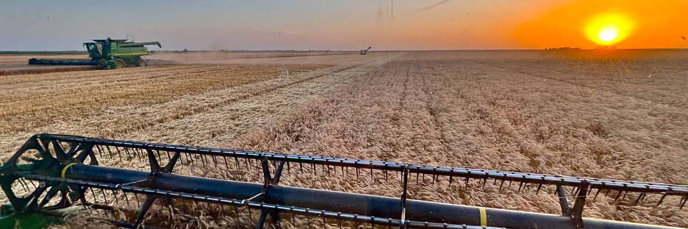 Double cropping opportunity after wheat in High Plains field.