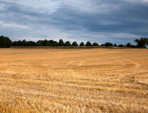 Fertilizing Your Wheat Crop Based on Solid Data