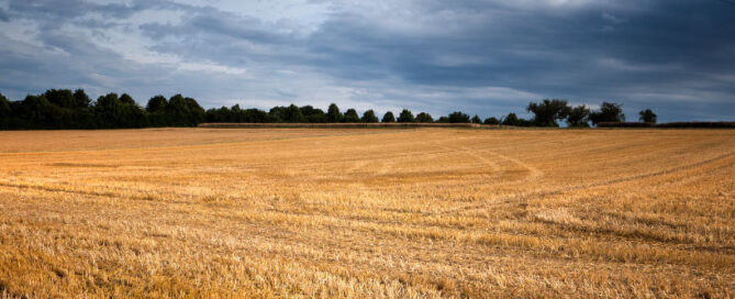 Fertilizing After Wheat Harvest