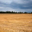 Fertilizing After Wheat Harvest