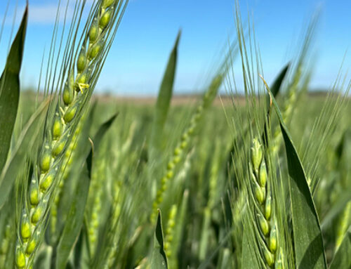 Understanding Grain Fill Weather – Optimizing Wheat Yield