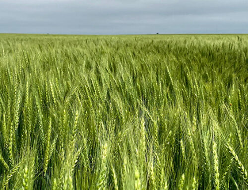 Wheat Disease Pressure Expected to be High This Year