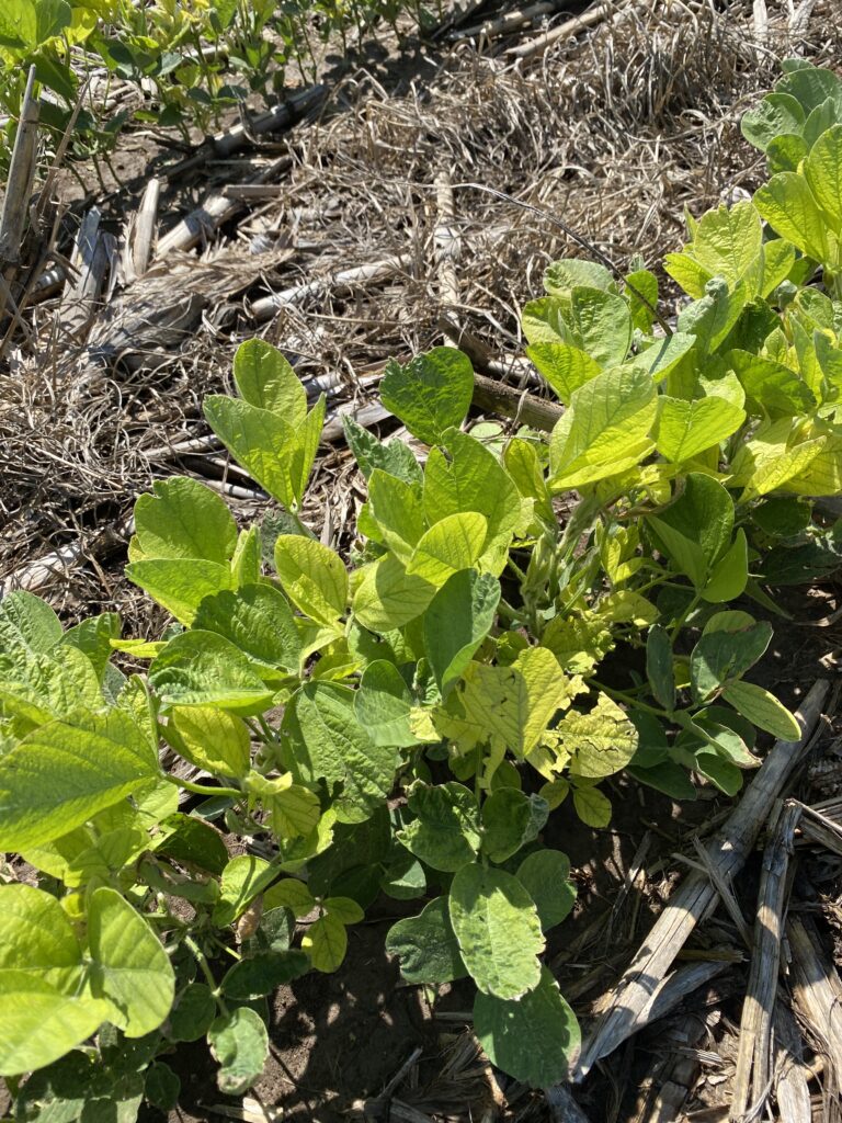 Managing Iron Chlorosis in Soybeans Crop Quest