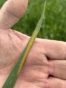 Stripe rust pustules are appearing on wheat due to increased disease pressure.