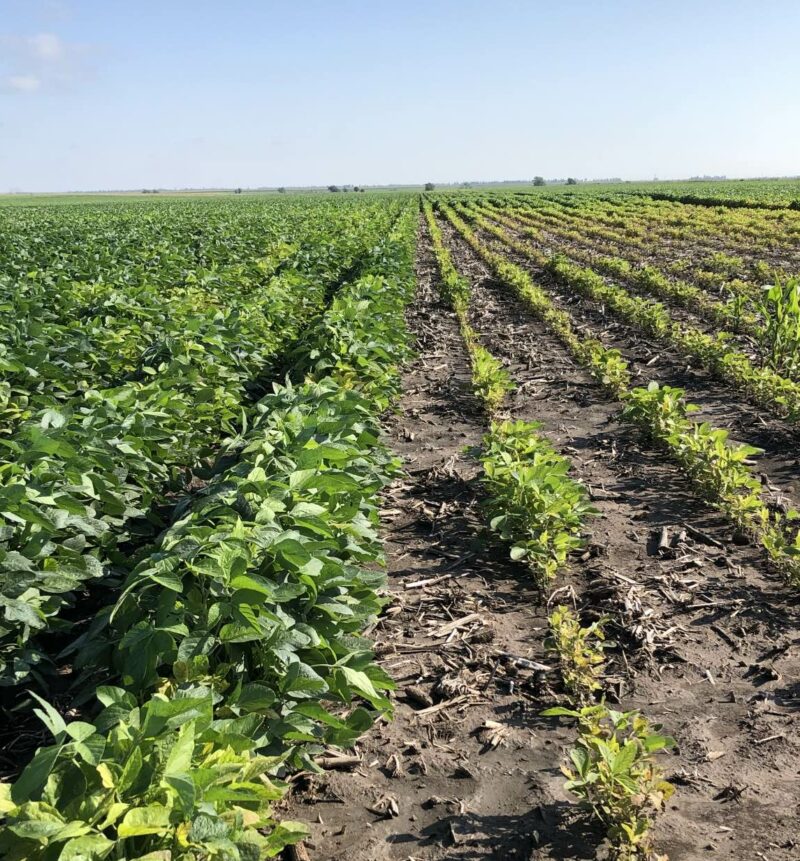 Managing Iron Chlorosis in Soybeans Crop Quest