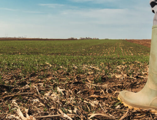 Nitrogen Cycle Hiccups & A Lot Of Drying