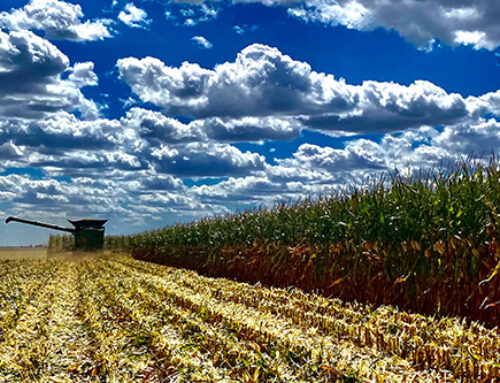 Optimal Growth Stage for Putting Up Quality Corn Silage