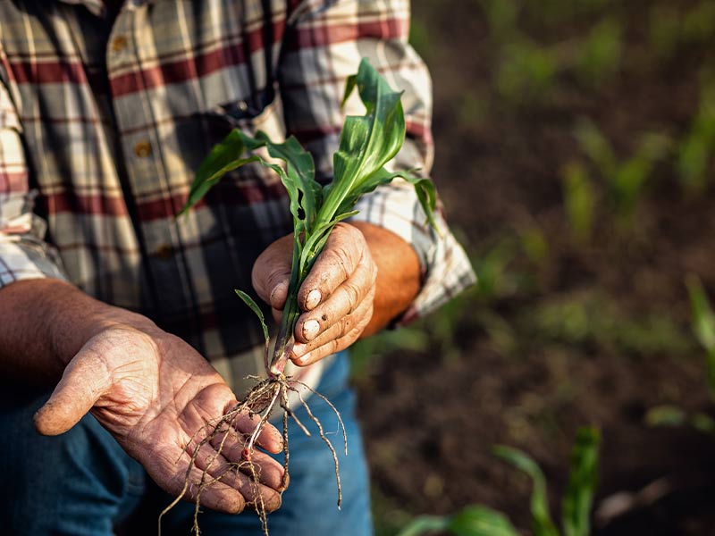 Getting to the Root of Land Potential Farmer’s hands holding a small corn plant with healthy roots, freshly pulled from the soil.