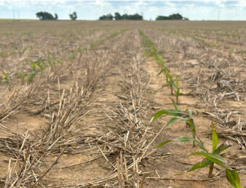 Planting Sorghum Following a Failed Wheat Crop