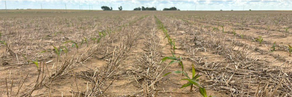 Sorghum planting