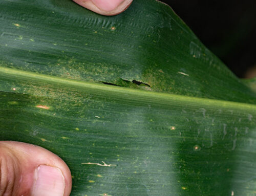 Spider Mite Impact on Corn