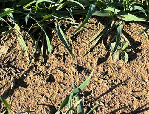 Early Action, Better Yields