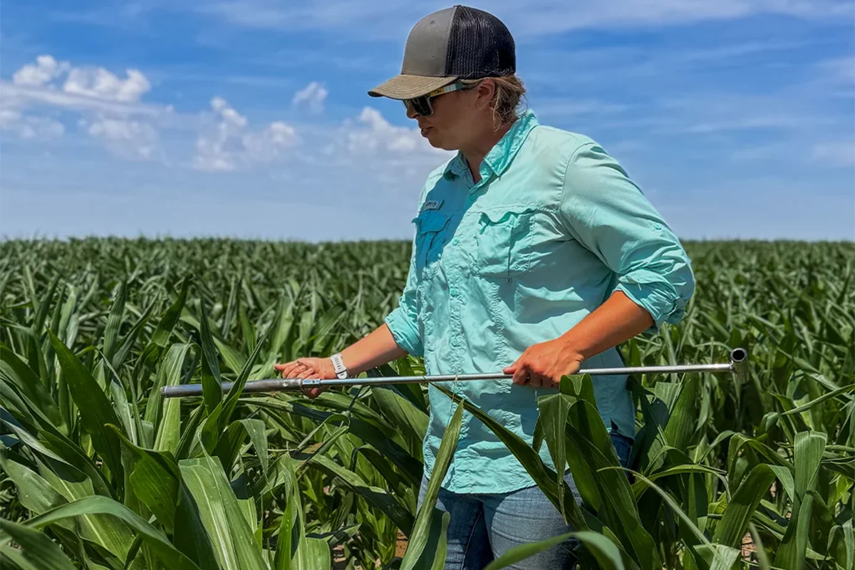agronomist in corn field checking moisture with probe 3 agronomist checking soil moisture in field