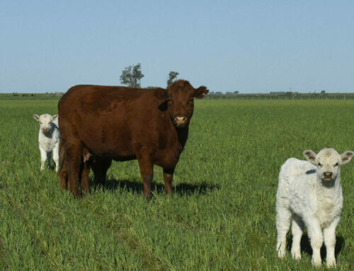 Grazing Wheat Tips