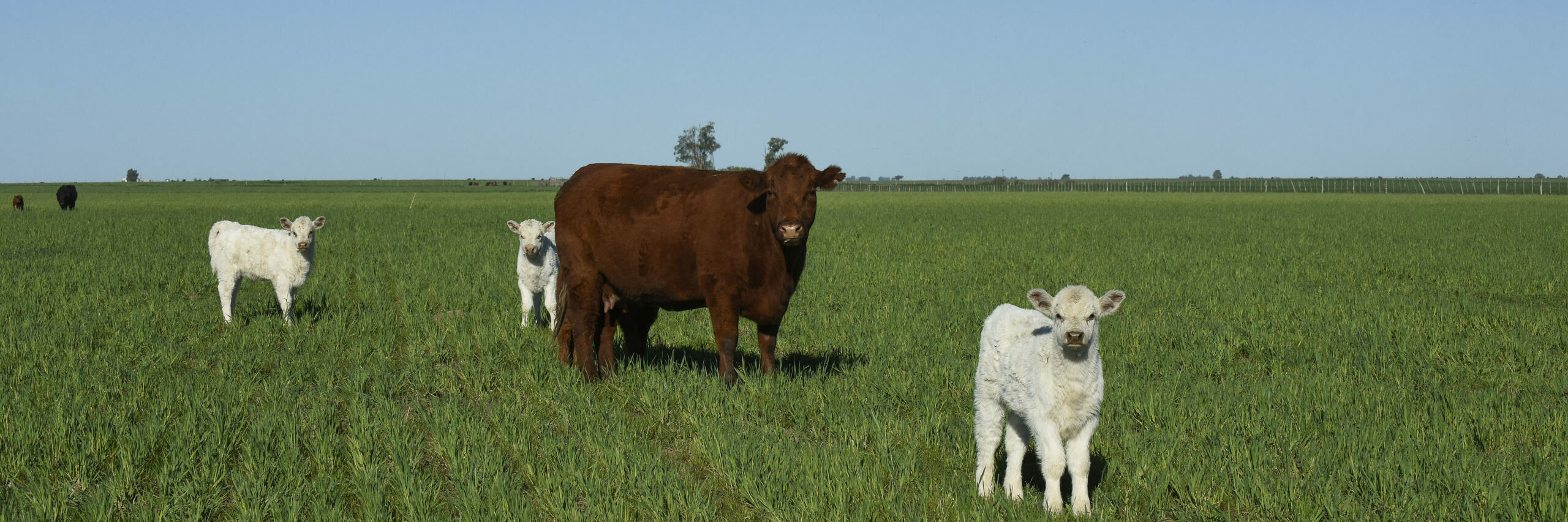 grazing wheat