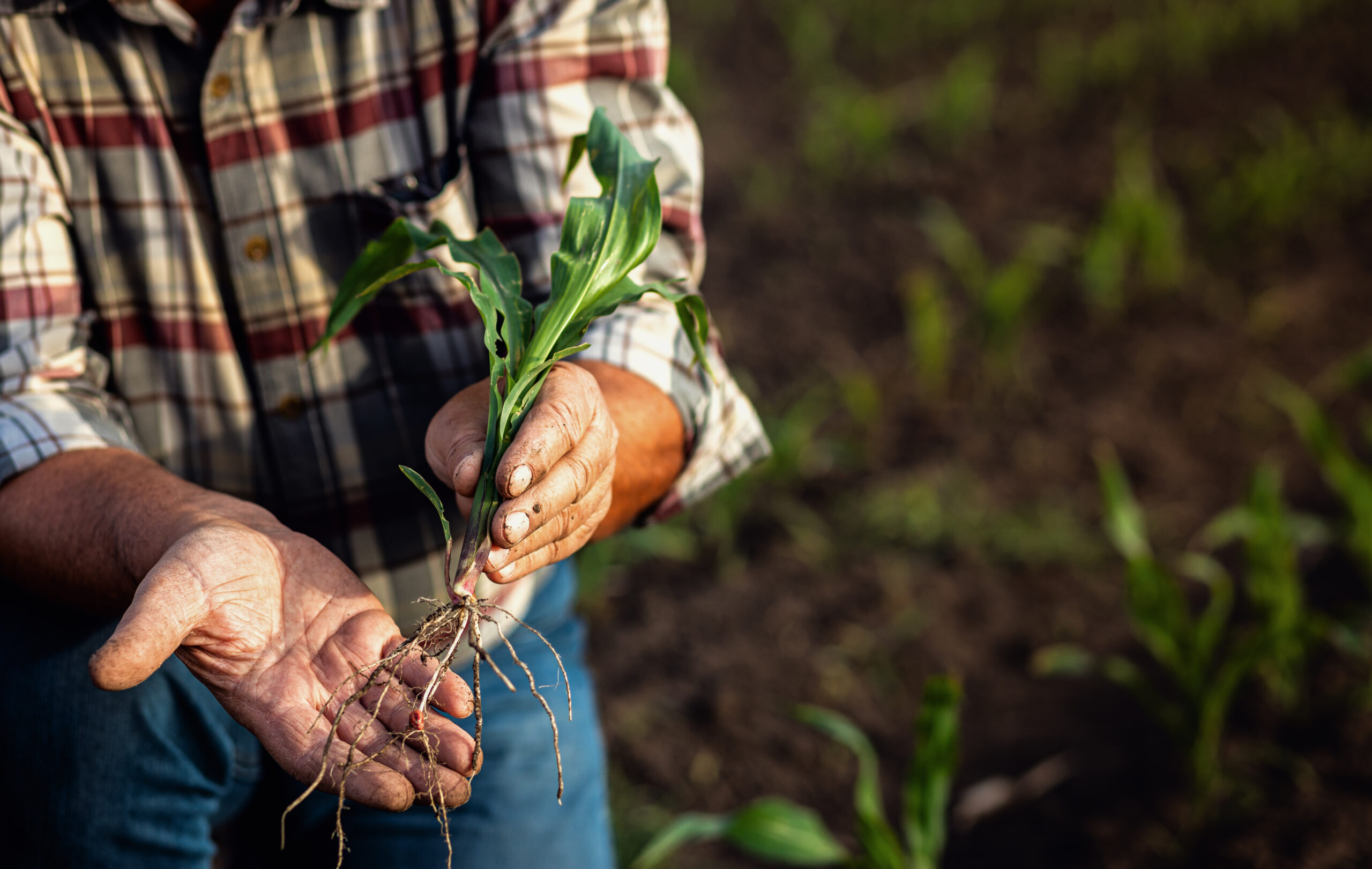 Close up of senor farmer hands examining corn crop in field at s