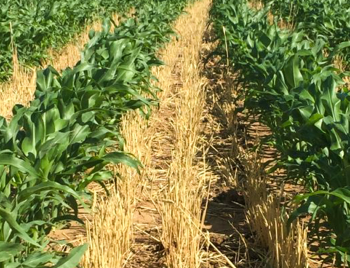 Double Cropping Grain Sorghum Following Wheat