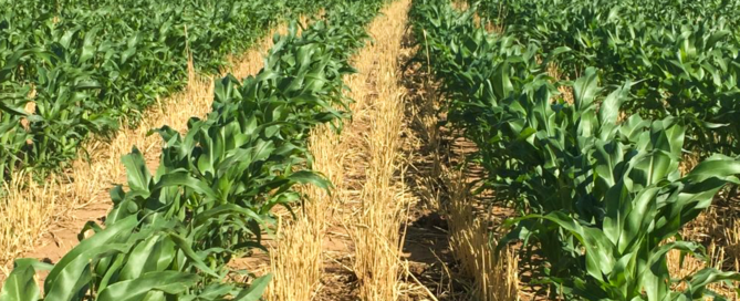 double crop sorghum