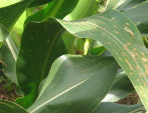Gray Leaf Spot in Corn