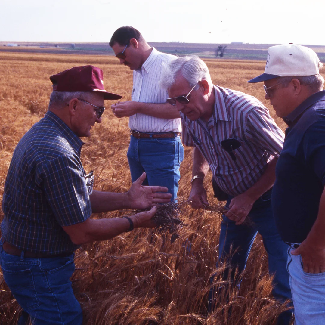 group of agronomists looking at crops group of people checking crops