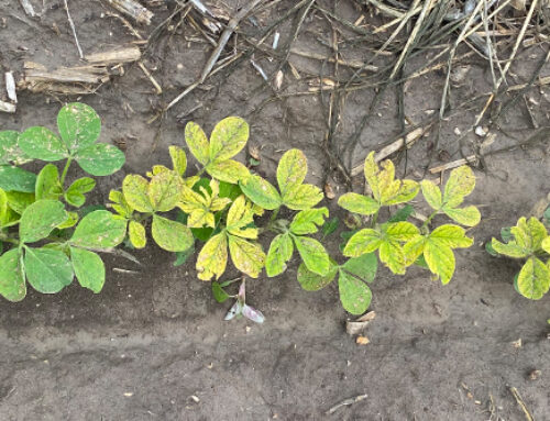 Managing Iron Chlorosis in Soybeans